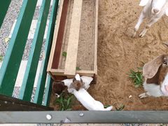 -合肥滨湖国家森林公园