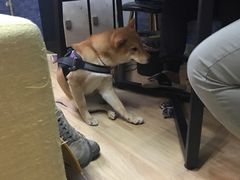 -猫尾侦探俱乐部·剧本杀·狼人杀