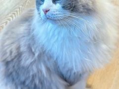 -MOCHA明星猫咖(田子坊店)
