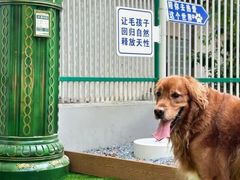 -宠爱多约克夏马尔济斯泰迪小型犬专卖