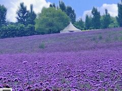 -紫颐香薰山谷景区