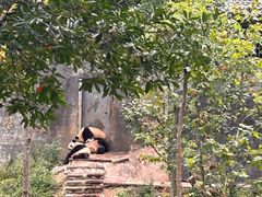 -中国大熊猫保护研究中心雅安碧峰峡基地