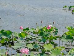 -上海市保健医疗中心(华东疗养院)