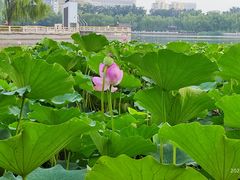 -莲花池公园