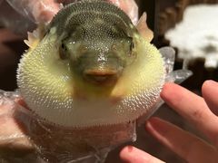 -肆月河豚·淮扬菜·湘菜(华天店)
