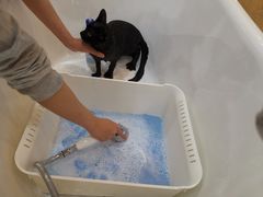 -momokira米努特·德文卷毛猫·棉花面纱犬