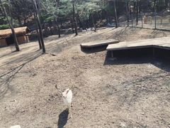 -沈阳森林动物园