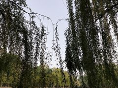 -廊坊市自然公园