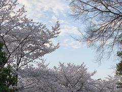 -武汉大学-樱园
