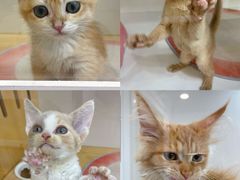 -青奢宠物·青奢猫舍