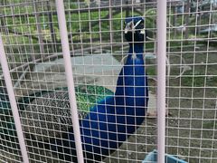 -菊园百果园