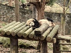 -都江堰中华大熊猫苑