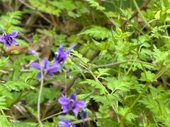 -东天目山风景区