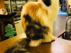 -猫色咖啡·猫咖