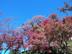-清水寺