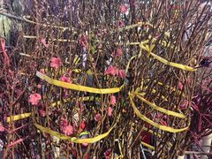 -越秀西湖花市(广州城市广场花卉店)