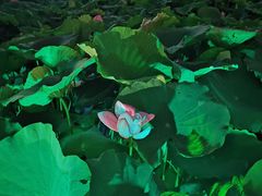 -艾溪湖湿地公园