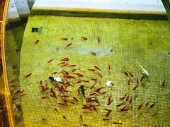 -鹏天阁酒楼·海鲜(红旗店)