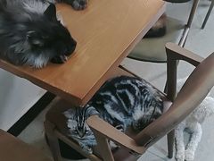 -猫爪屋猫咖(乐汇城店)