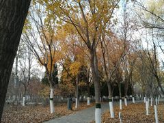 -大兴滨河森林公园