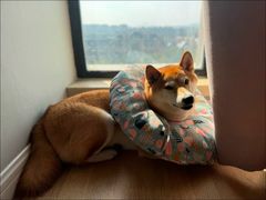 -翊宠yipet猫狗购宠庄园犬舍•猫舍