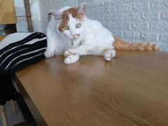 -平行世界·猫咖(首经贸店)