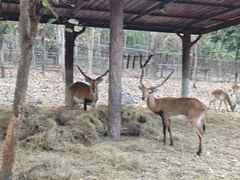 -清迈夜间动物园