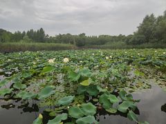 -昆山城市生态森林公园