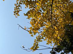 -罗子龙罗家桂花汤圆(曹都巷店)