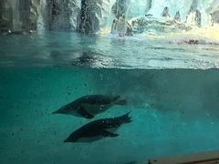 -帝企鹅自助餐厅•儿童岛•真企鹅(长隆企鹅酒店)