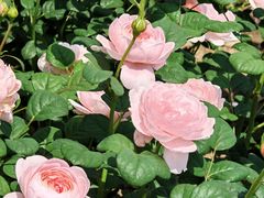 -奉浦四季生态园