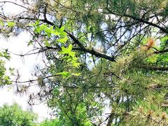 -阳台山自然风景区