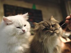 -Heymao猫咖.咖啡厅(东门店)