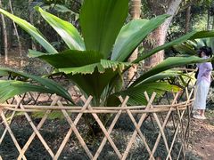 -中国科学院西双版纳热带植物园