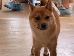 -南京Hallo宠物乐园·哈罗犬舍·柴犬繁育基地