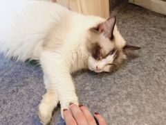 -猫色咖啡·猫咖
