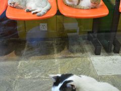 -猫咪博物馆(顶澳仔猫街店)