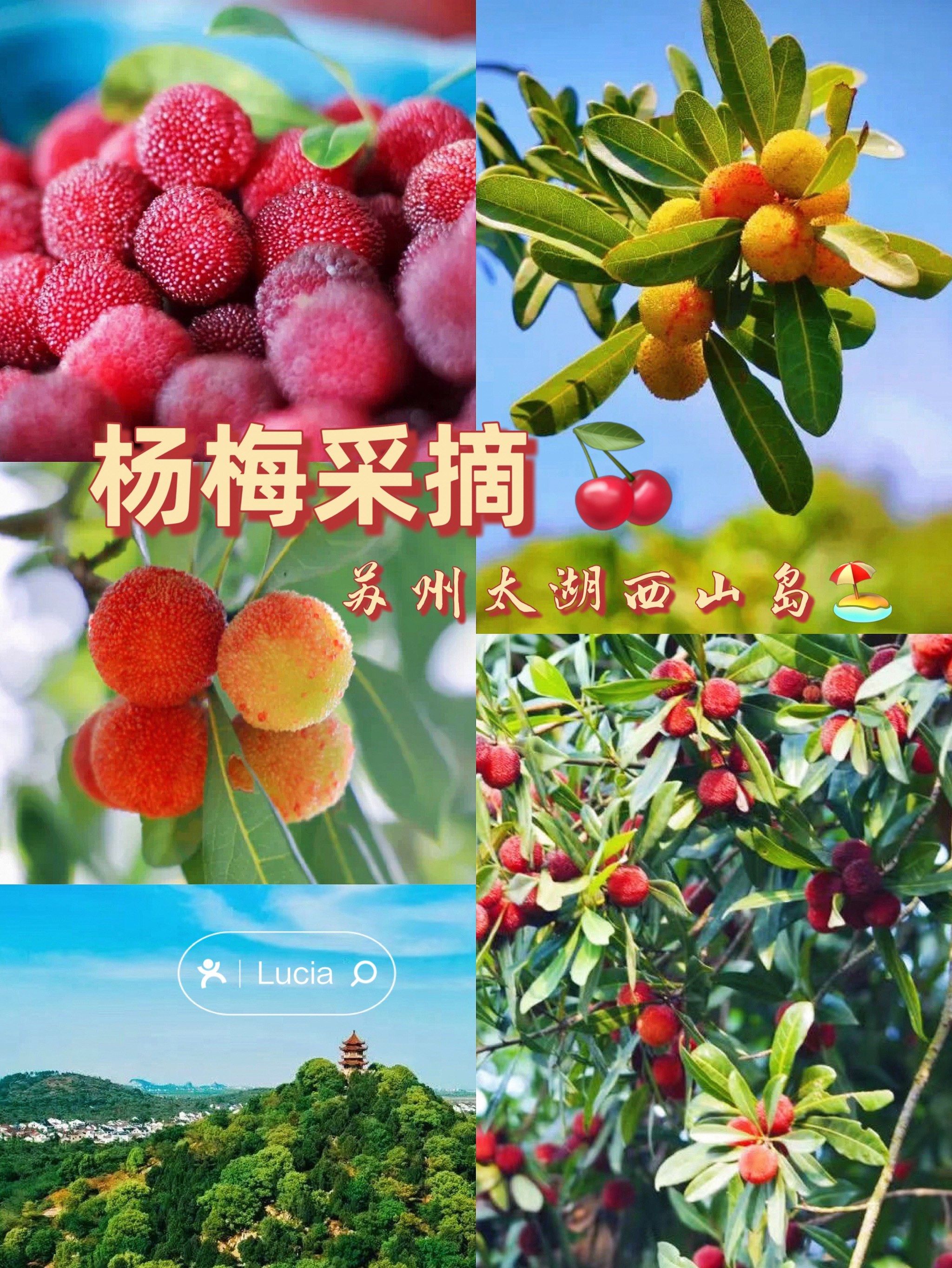 苏州杨梅采摘季🍒超全采摘攻略来咯❗️冲鸭