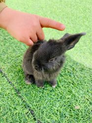 -萌宠亲子动物乐园(槐房万达店)