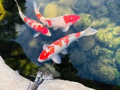 -罗红摄影艺术馆