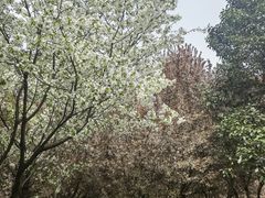 -洨河生态公园