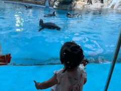 -帝企鹅自助餐厅•儿童岛•真企鹅(长隆企鹅酒店)