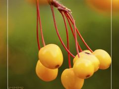 -必胜客(东大桥店)