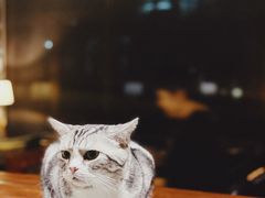 -咖法森林·咖啡  酒吧(天河店)