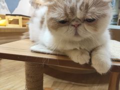 -滚猫咖啡·猫咖·猫友好撸猫(未来城店)