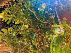 -马帮菜馆·美味野生菌