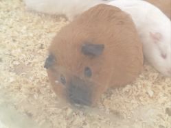 -Moni星球萌宠·小马宝莉·灵蛇·高端高阶全萌宠互动体验俱乐部(红豆国际广场店)