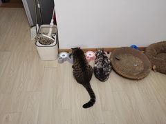 -爱侣·安琦尔宠物医院·中兽医针灸·心内科·狂犬免疫点(宝山区院)