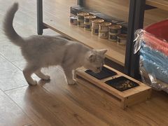 -1013 PET SHOP精品宠物商店(丁香店)