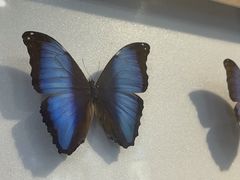 -上海昆虫博物馆